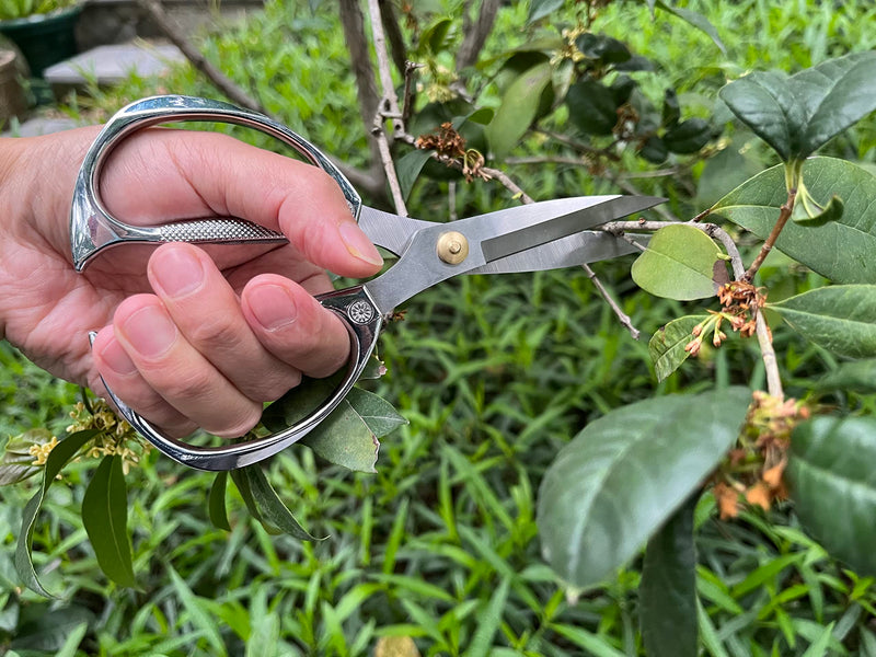 Indoor Plant Shears Garden Scissors, Flower Pruners Made of Japan SK5 Stainless Steel, Flowers Herbs and Plant Cutters, Clippers, Trimmers, Loppers, Bonsai Potted Plant Pruning Scissors silvery-k82