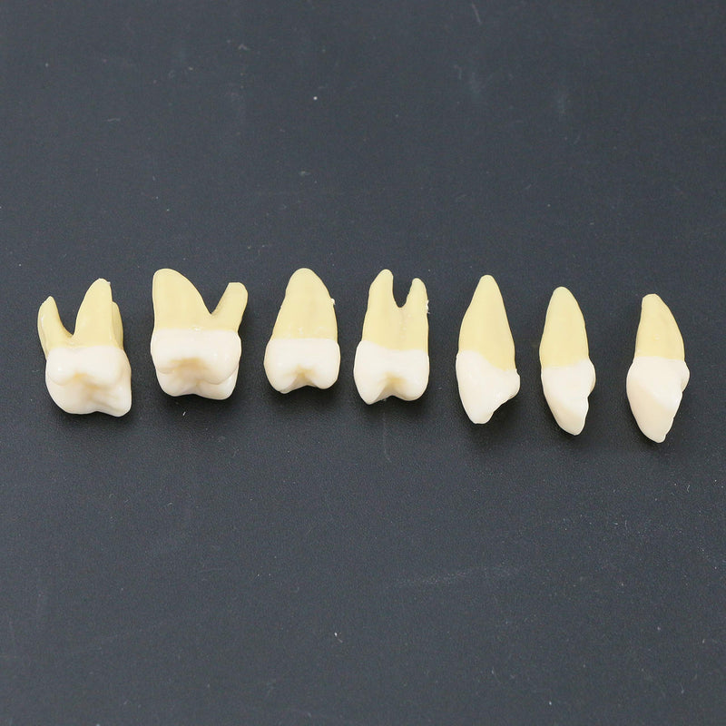 [Australia - AusPower] - 1 Box Dental Model Teeth Model 28 Pcs 1:1 Full Permanent Teeth M7021 