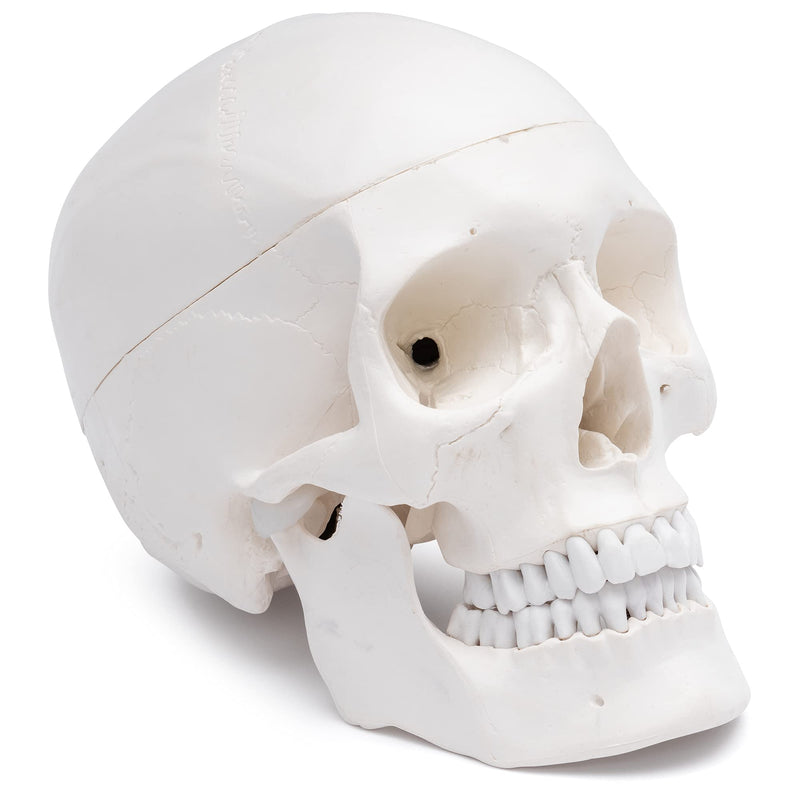 S24.2103 Human Skull, life-size, 3 parts 1. Teeth in white