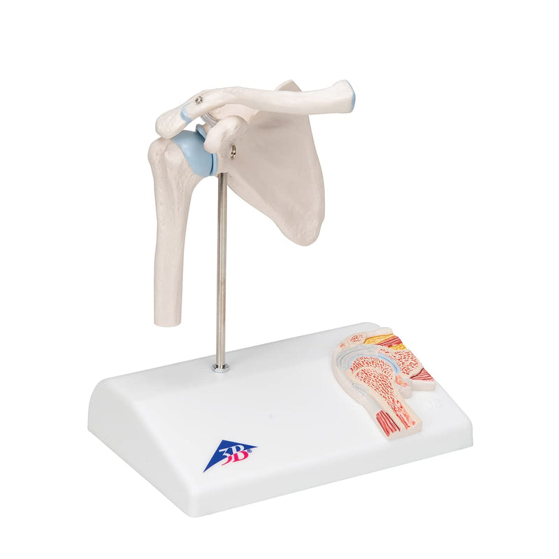 3B Scientific A86/1 Mini Cross Section Shoulder Joint + Free Anatomy Software "3B Smart Anatomy" Mini shoulder joint