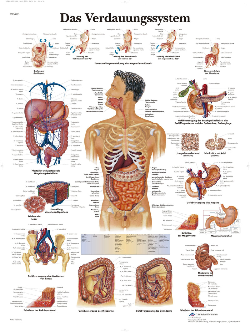 3B Scientific Anatomical Chart 'Das Verdauungssystem' ('The Digestive System') [German Import] Laminated Single