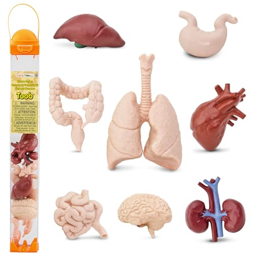 Human Organs