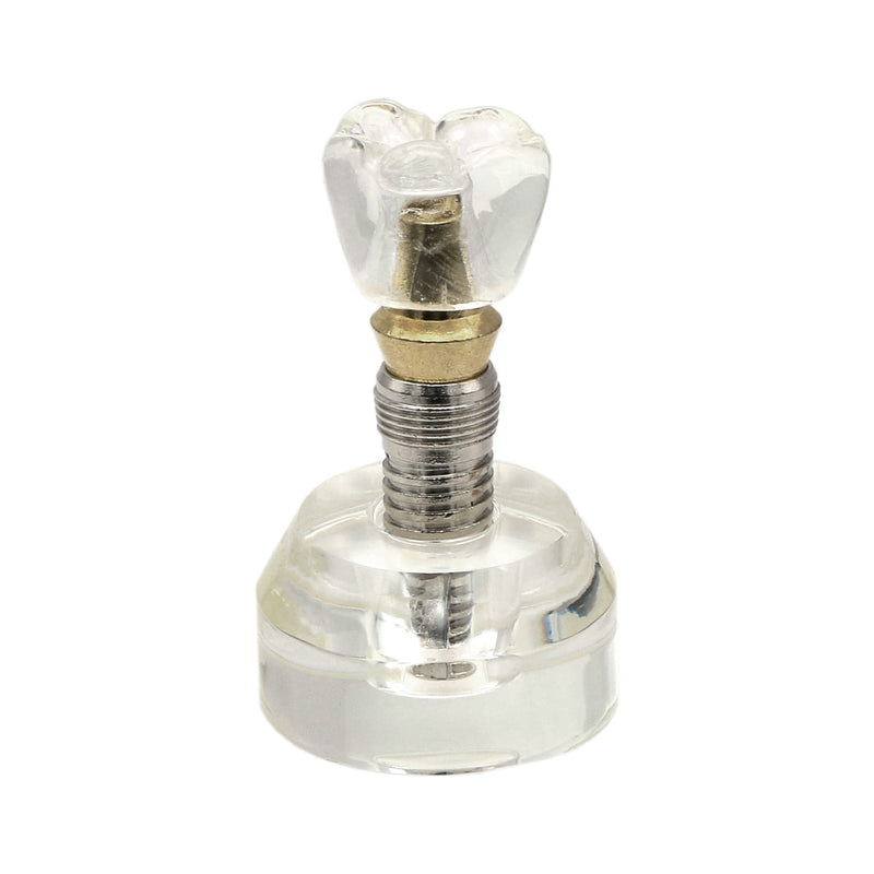 [Australia - AusPower] - 1 Pc Dental Model #2020 01 - Clear Implant Model Dental Implant Demonstration Model Teeth Study Teach 