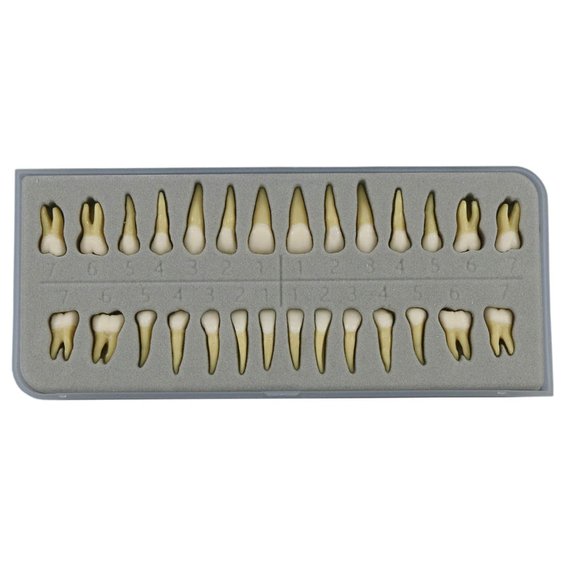 [Australia - AusPower] - 1 Box Dental Model Teeth Model 28 Pcs 1:1 Full Permanent Teeth M7021 