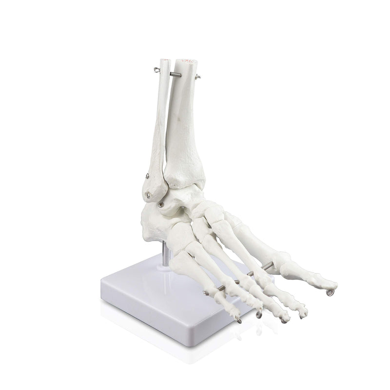 VAJ211 Foot Skeleton Model (Right) | Shows Distal Portions of The Tibia and Fibula | Fully Articulated | Connected with Flexible Wire to Demonstrate Natural Movement