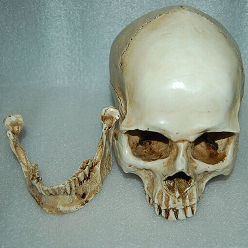 Lifesize 1:1 Human Skull Replica Resin Model Anatomical Medical Skeleton