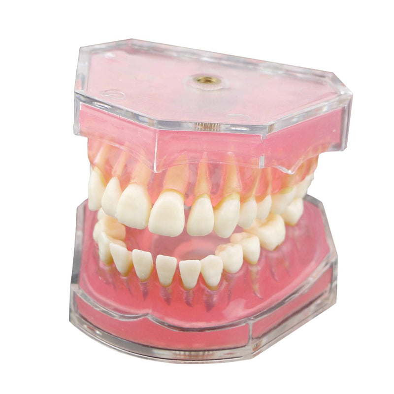 [Australia - AusPower] - Dental Demonstration teeth Model - Standard Study Teaching dental mode with all Removable Teeth #4004 Silica Gel Material Soft and Bendable Teeth Typodonts 