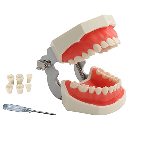 TM-021 Dental Typodont Teeth Model Complete Removable Teaching Tools Typodont Joints Anatomy Teeth Model 28 Removable Teeth with a