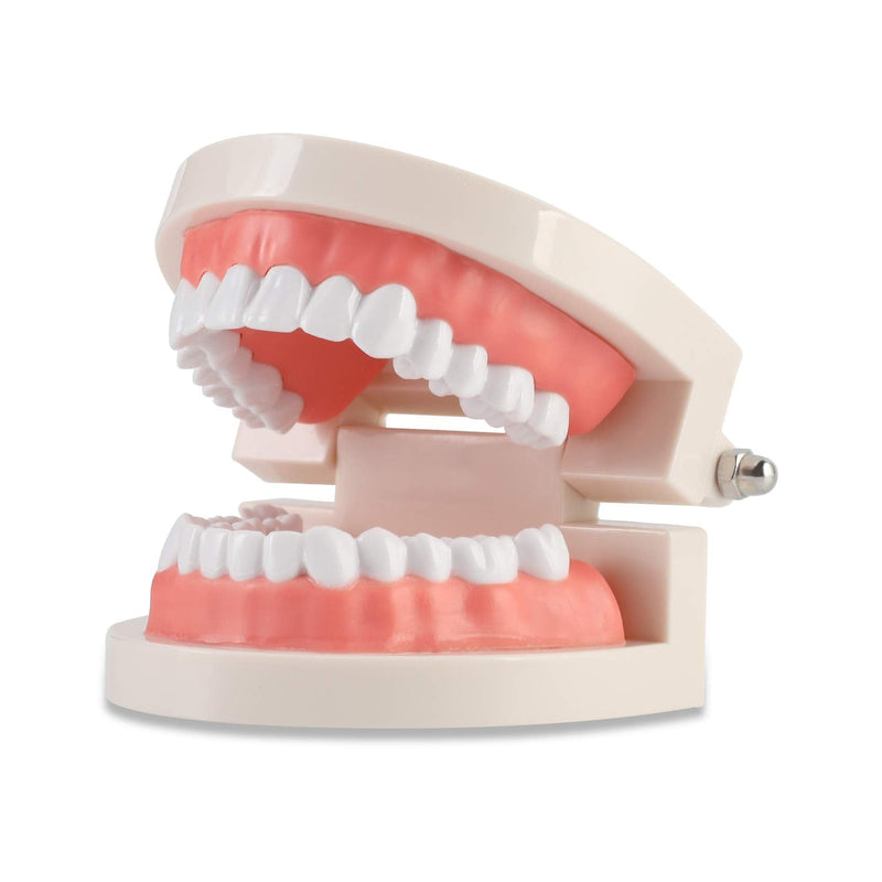 Dental Adult Standard Teeth Model, Typodont Demonstration Denture Model|Mouth Teeth Model Dental Supplies for Kids, Dentist Students, Patient, Teaching, Studying, Displaying, Educating