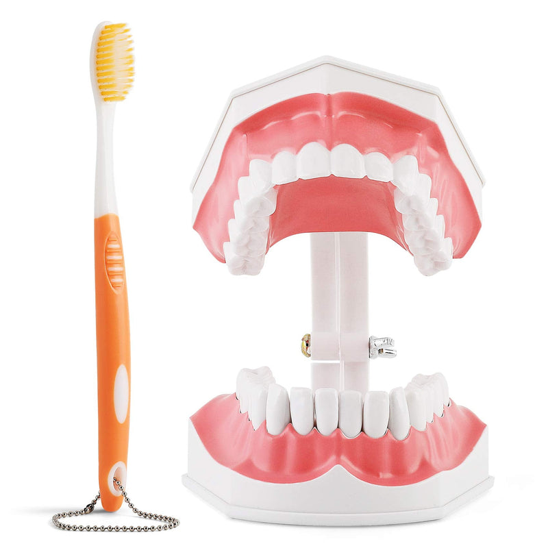 [Australia - AusPower] - Annhua Large Dental Teeth Model with Denture Toothbrush, 2 Times Brushing Tooth Model Teaching Tools with Removable Lower Teeth for Kids, Dental Students, Educators 