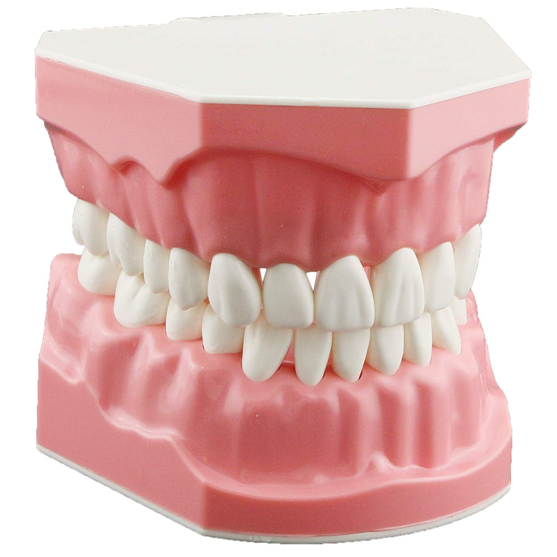 [Australia - AusPower] - Dental Model Brushing Flossing Practice Teeth Typodonts Mode Gingiva Visible Anatomic Demonstration Teaching Studying Standard Size 
