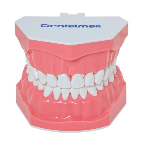 Toothbrush Model Teeth Typodont Pattern Visible Anatomy Demonstration Teaching Standard Size 1 Piece