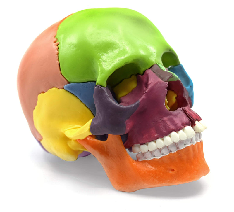 Didactic Miniature Skull Model - Painted Multi-Color - 15 Pieces, Magnetic Mounting - 1/2 Natural Size - Eisco Labs