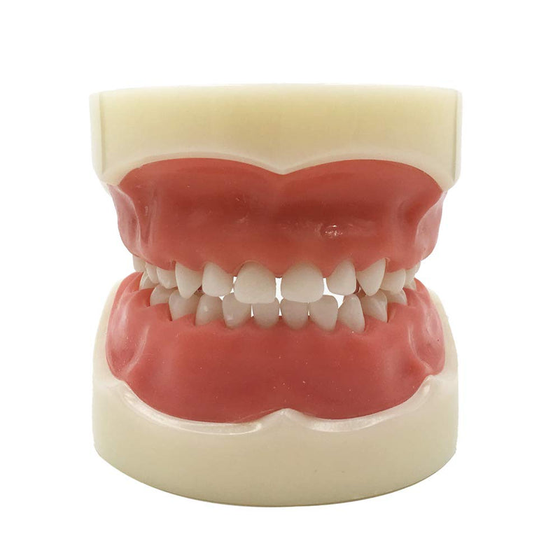 [Australia - AusPower] - Typodont Child Teeth Model, with 24pcs Removable Teeth, Compatible with Kilgore Nissin for Teaching, Study 