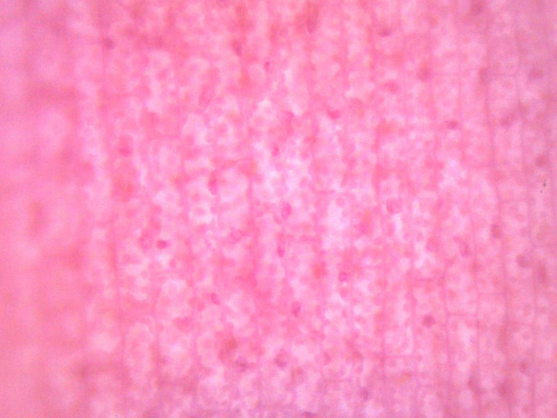[Australia - AusPower] - EISCO Elodea, Submerged Leaf - Prepared Microscope Slide - 75 x 25mm - Microscopy Single Slide 