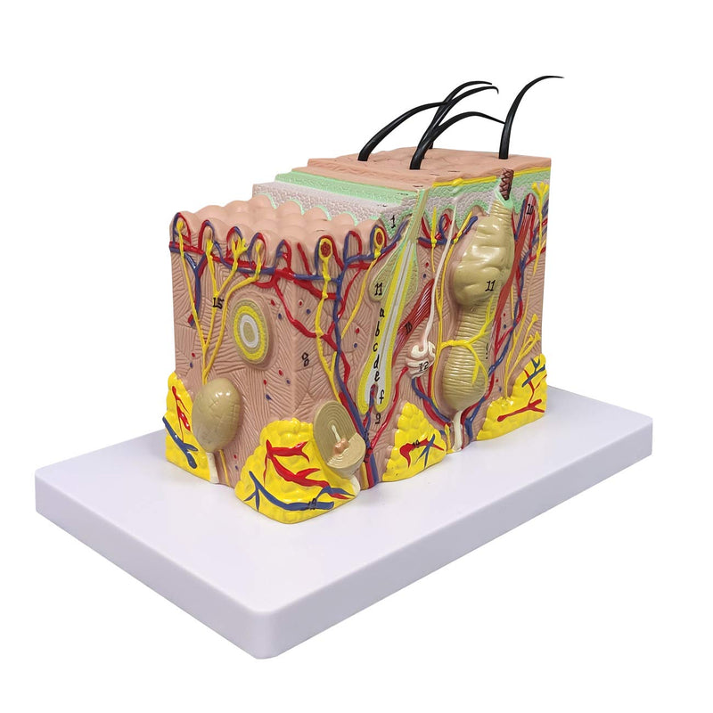 Ultrassist Skin Anatomy Model, 35X Enlarged Skin Anatomical Model with Study Guide, Teaching Tool for Science Study or Patient Education