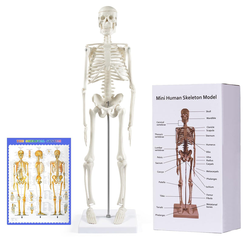 Human Skeleton Model for Anatomy, 45 cm Small Human Skeleton Model with Movable Arms and Legs, Science Model for Study Modern