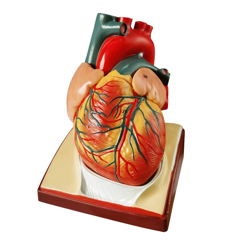 2024 Newest Design Life Size Human Heart Model,2-Parts 1:1 Anatomical Heart Model On Diaphragm and Pericardium Base,34 Anatomical Structures Teaching Science Models for Classroom and Cardiology Study