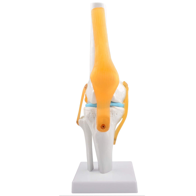 Human Knee Joint Model, 1:1 Scientific Life Size Anatomy Model with Ligaments, Anatomical Teaching Tool for Patient Education and Study