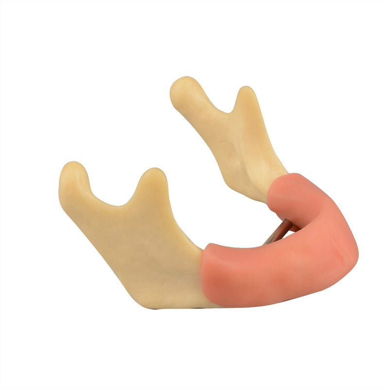 [Australia - AusPower] - Mandible with Soft Tissue for Drilling Practice, Basic Implant Training Model with Practice Soft Artificial Tissue, Great Dental Training Tooth for Dental Implant Practice 