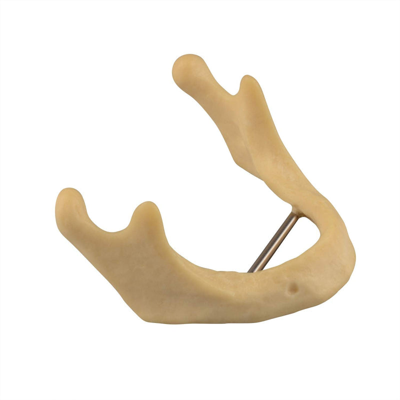 [Australia - AusPower] - Plain Mandible for Drilling Practice, Basic Implant Training Model for Dental School Students, Great Dental Training Tooth for Dental Implant Practice 