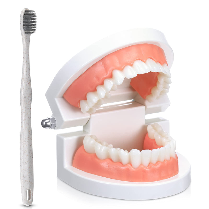 Patelai 2 Pcs Standard Teeth Model Denture Model Teeth Teaching Model Adult Standard Demonstration Teeth Model with Toothbrush for Kids Teaching Supplies