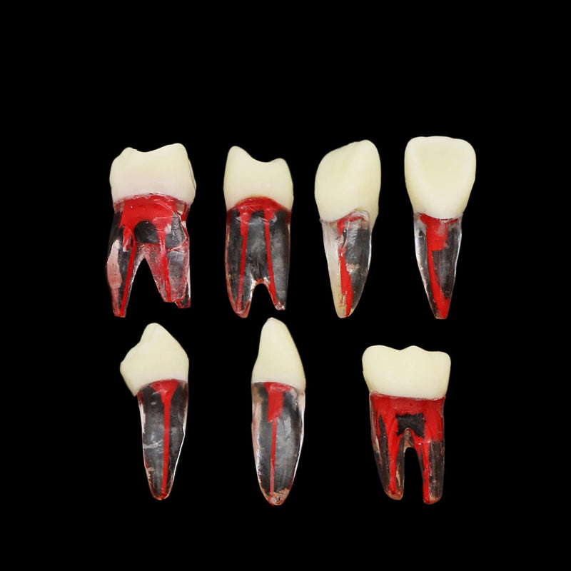 [Australia - AusPower] - 7Pcs Teeth Root Canal Model Endodontic File RCT Practice Pulp for Teaching Study 
