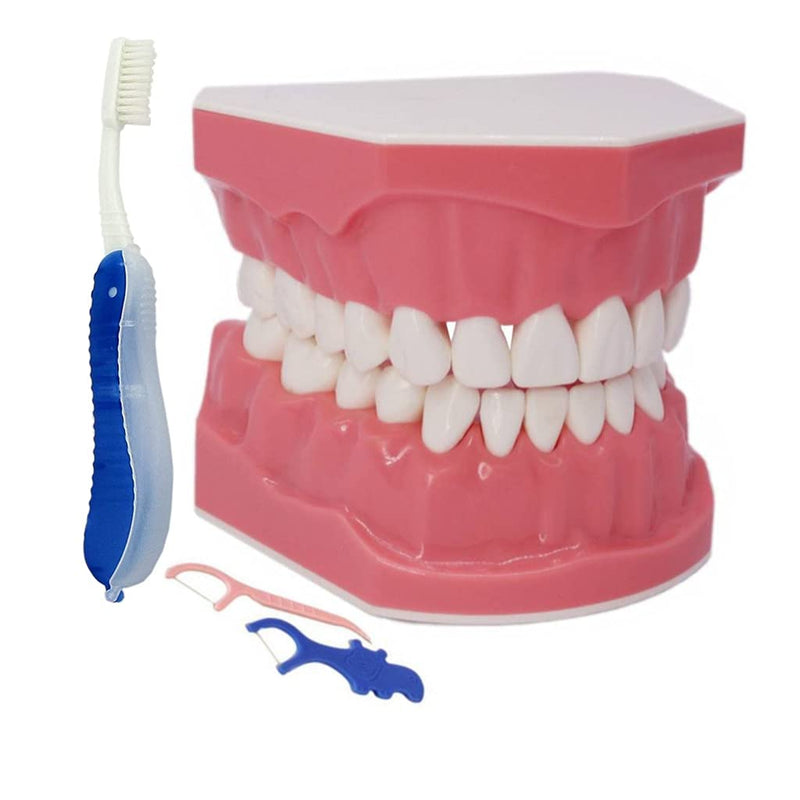 [Australia - AusPower] - 1.5 Times Large Dental Typodont Model Tooth Brushing flossing Practice Model Demonstration Removable Lower Teeth for Kids Dental Students Tooth Teach Study, 4.5 Inch x3.5 Inch x3.5 Inch 