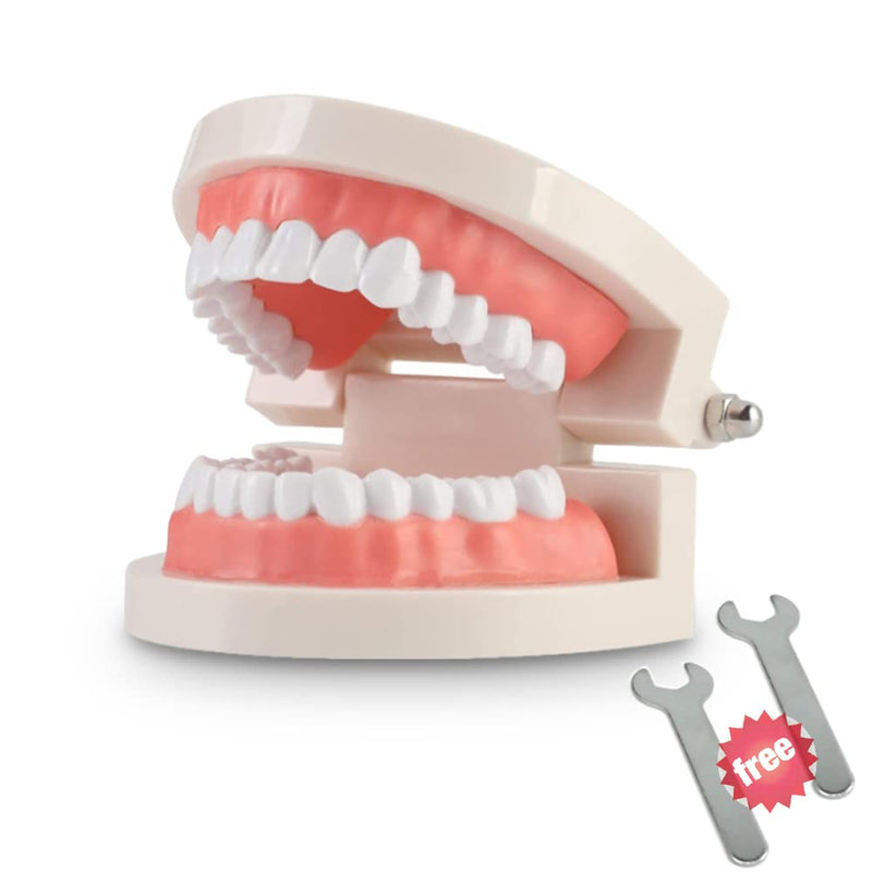 [Australia - AusPower] - 1 Pack Standard Teeth Model Adult Standard Typodont Demonstration Denture Model for Kids Dental Teaching, Clean Display, Education, Study (No Wisdom Teeth)(with 2 Fixed Wrench) 1 