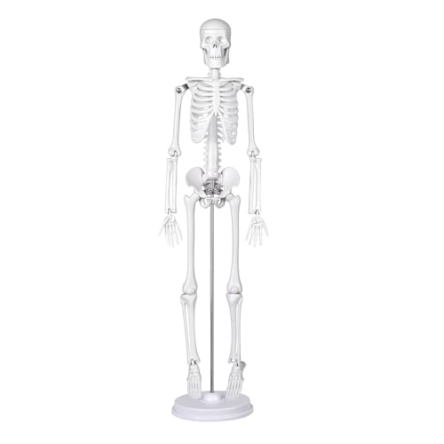 Mini Human Skeleton Model, 45 cm Large Small Human Skeleton Model, Movable Arms for Medical Teaching, Education, Display