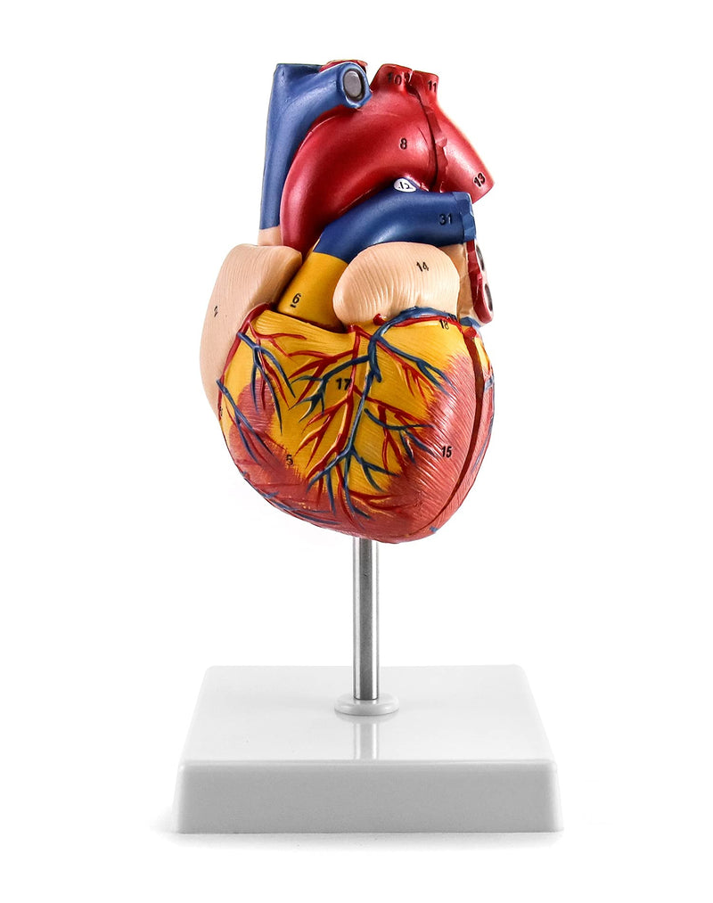 QWORK Human Heart Model, Anatomically Accurate Numbered 2-Part Life Size Heart Medical Model with 34 Anatomical Structures, Held Together with Magnets on Base 1 Pc