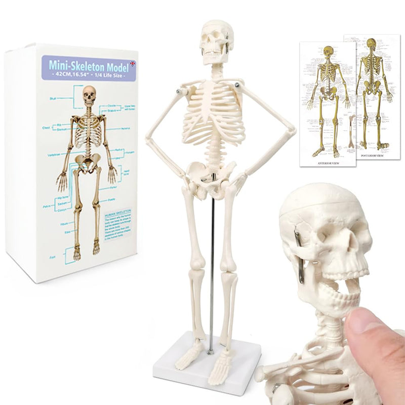 Mini Human Anatomy Full Body Skeleton Model, 17.7"/45 cm | EVOTECH SCIENTIFIC Modelo Anatómico De Esqueleto Humano, Adecuado Para El Aprendizaje De Anatomía, Demostración Didáctica 45CM (17.7")