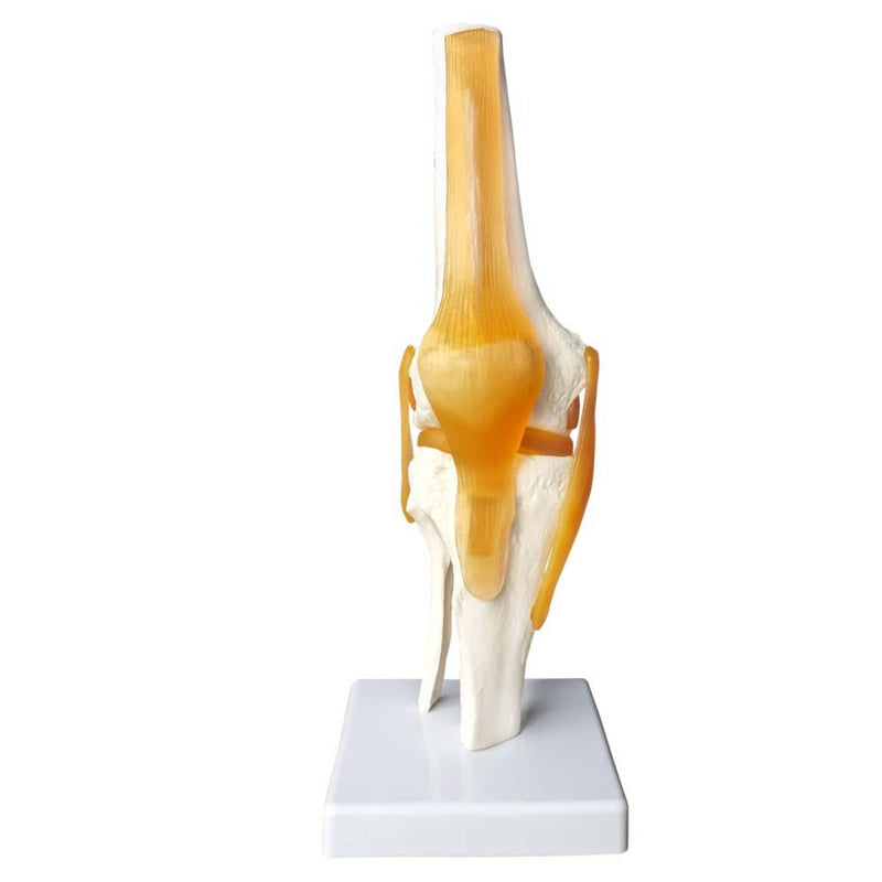 Human Anatomy Knee Joint Model 1:1 with Ligaments / Textbook | EVOTECH SCIENTIFIC Knee Joint Bone Anatomy Model, Suitable for Anatomy Studies, Education and Teaching Purposes Knee With Ligament