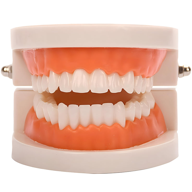 [Australia - AusPower] - Standard Teeth Model, YOFAN Kids Dental Teaching Study Supplies Adult Standard Typodont Demonstration Teeth Model(Without Wisdom Teeth) (Convenient Design,No Need for Wrenches) 1 