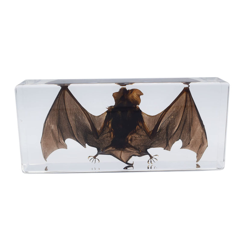 Large Taxidermy Real Bat Specimens Animal Specimen in Resin for Science Classroom Science Education XX-Large (7.9x3.6x1.6 Inch) XX-Large( 7.9x3.6x1.6 Inch )