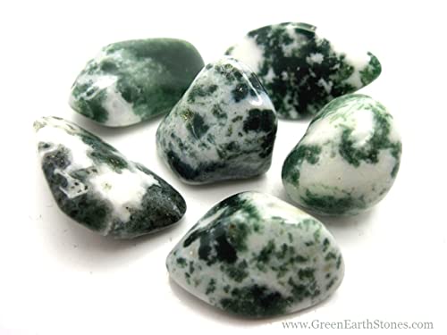 Pachamama Essentials Tree Agate Tumbled - Healing Stone - Crystal Healing 20-25mm (5) 5