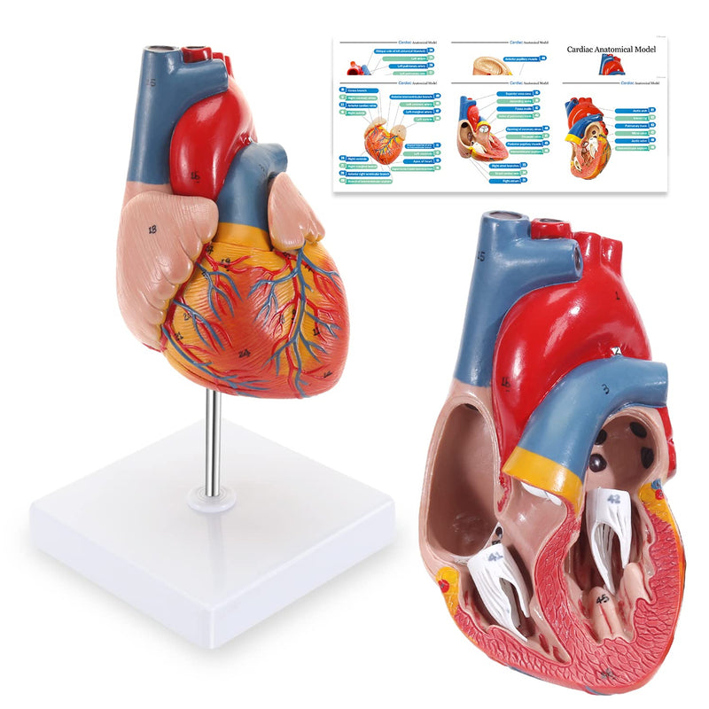 Human Heart Model, 2-Part Life Size Cardiac Anatomical Model, 48 Accurate Numbered Anatomical Structures with Number Manual, Magnets, Display Base