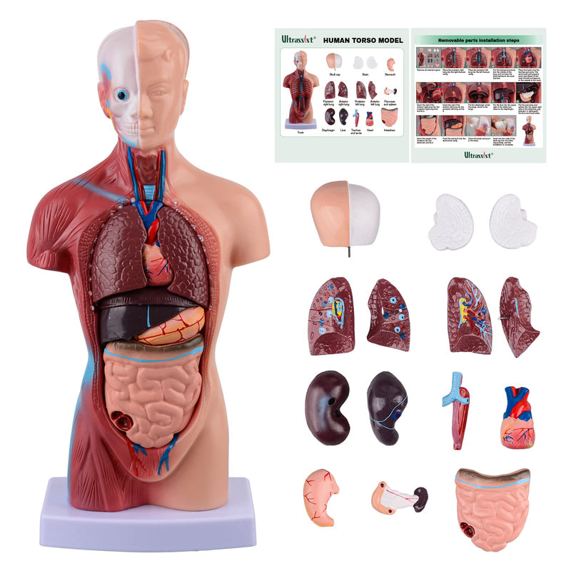 Ultrassist 28 cm Human Torso Anatomy Model with 15 Removable Parts | Hand painted details with sturdy presentation base