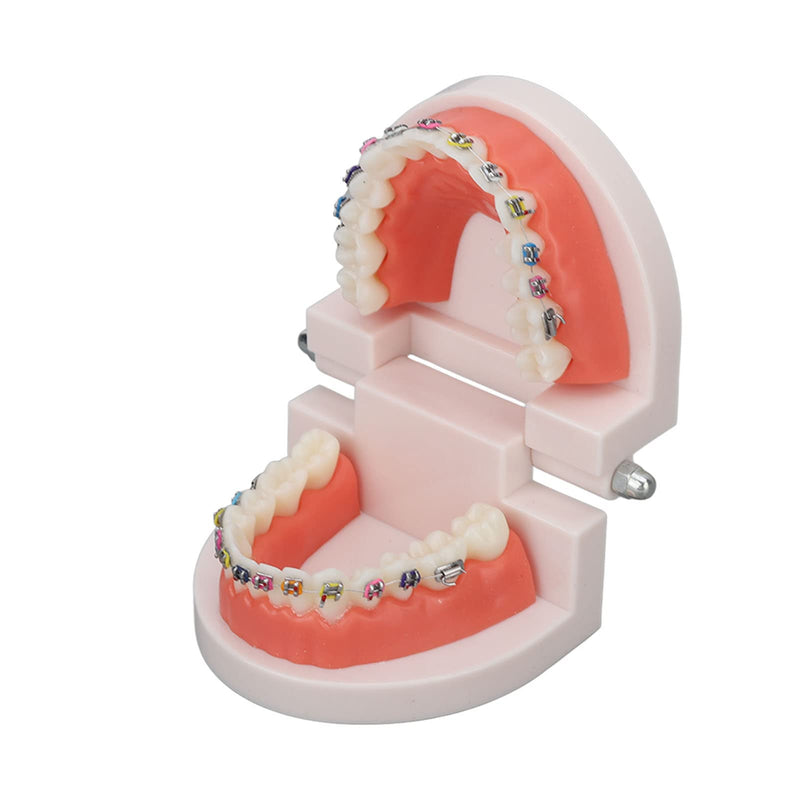 Tooth Demonstration Model, Teeth Dental Demonstration Model, Dental Typodont Teeth Model with Orthodontic Metal Clamp for Dentist Teaching Research Dental