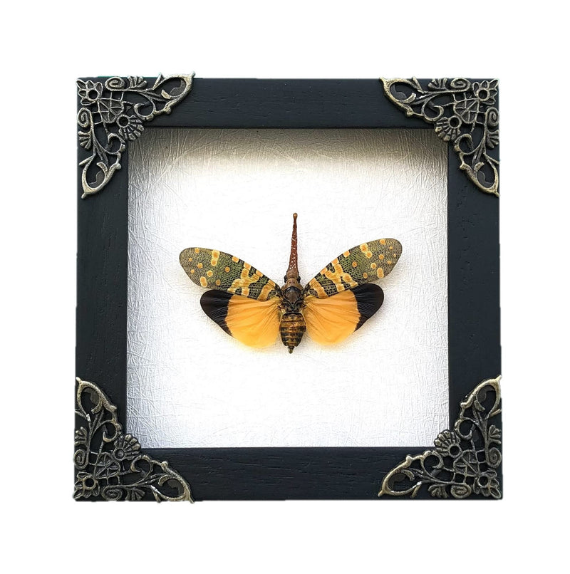 Real Lanternfly Shadow Box Framed Specimen Preserved Insect Taxidermy Display Entomology Oddities Curiosities Gift for Nature Lovers K12-55-TR Beetle 55 White Frame