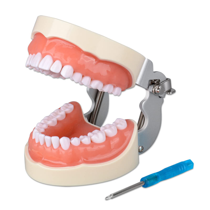 [Australia - AusPower] - Typodont Teeth Model with 32 Detachable Teeth for Dental Hygiene Students, Suitable for Teaching, Practice and Study, with a Small Screwdriver 
