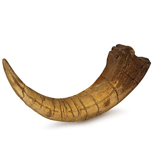 Fossilized Teeth and Claws of Various Prehistoric Dinosaurs, Megalodon Shark Teeth, and High-Fidelity Replicas (Megaraptor Claw) Megaraptor Claw
