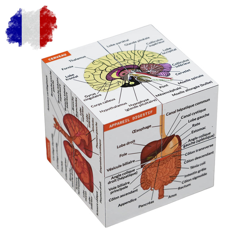 Learning Cube for Human Anatomy in French | Study 9 Parts of the Human Body | Cube Anatomy Model | Ideal Gift for Nurses and Medical Students