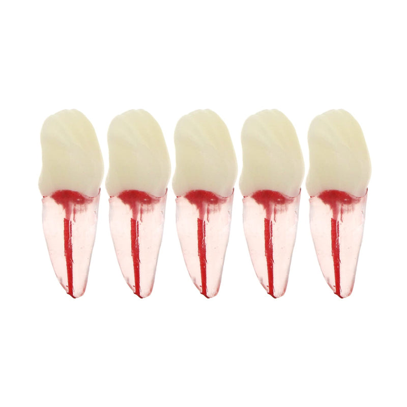 [Australia - AusPower] - 5Pcs Dental Root Canal Pulp Cavity Teeth Model Endodontic Practice RCT Typodont M8007 11# 14# 16# 21# 33# 34# 35# 36# 44# 45# Practicing Study Teach (5Pcs-M8007-11#) 
