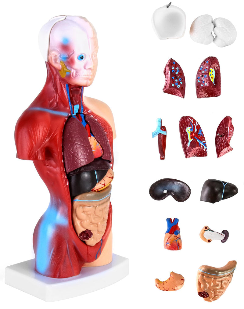 QWORK 15-Piece Human Anatomy Model - Skull Brain Torso and Internal Organs - for Medical Students Doctors and Teachers - 28 cm
