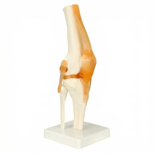 QWORK Life-Size Human Knee Joint Model Skeleton Anatomy for Medical Learning and Teaching (30.5 cm Height)