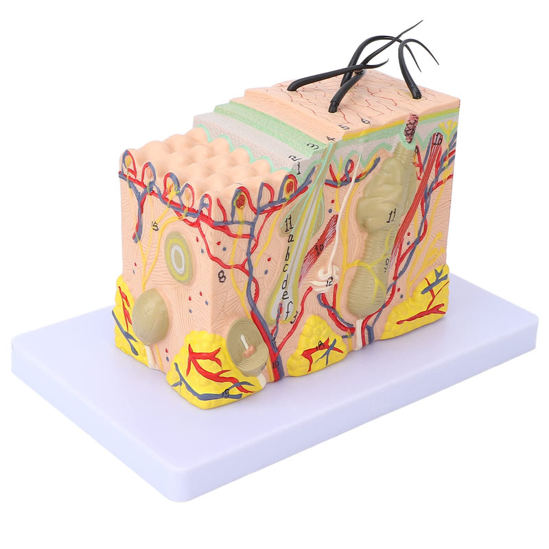 Skin Model, 35-Fold Anatomical Skin Model, 3D Skin Layer Structure Model with Hair Follicles and Sebaceous Glands, Removable Layers for Medical Study, Anatomy Lessons and Cosmetic Training