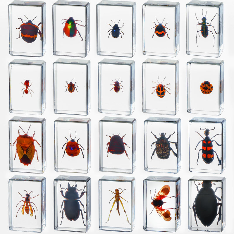 20 Pcs Insect in Resin Bug Preserved Specimen Collection Paperweights Resin Insects Various Insect Specimen for Office Men Women Biology Science Teacher Education Bug Collection Supplies (Insect)