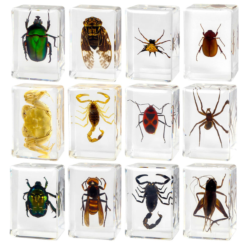 [Australia - AusPower] - 12 Pcs Insect Resin Specimen, Bugs in Resin Collection Specimen Set Science Education Classroom Interesting Observation Insect Kit, Biology Science Gift for Friend 12Pcs-insect 