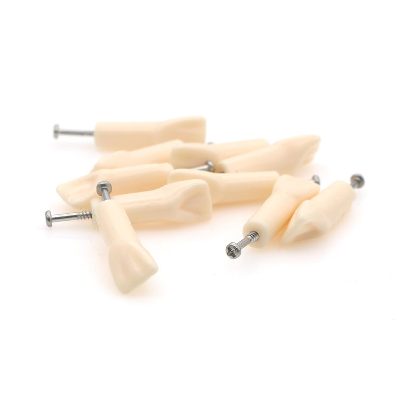 [Australia - AusPower] - 10pcs Dental Typodont Practice Teeth Study Model Individual Replacement Teeth Student Teaching Resin Filling Training Compatible Kilgore Nissin 200 Type (11#) 11# 